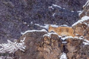 منطقه حفاظت شده لشگردر